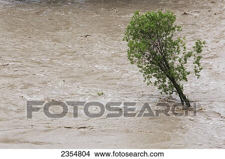 Picture - High Level Of Water Flowing By A Lone Tree; Calgary, Alberta, Canada. Fotosearch