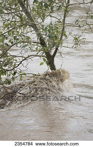 High Levels Of Water Flow Past A Tree During A Flood; Calgary, Alberta, Canada View Large Photo Image Picture - High Levels Of Water Flow Past A Tree During A Flood; Calgary, Alberta, Canada. Fotosearch
