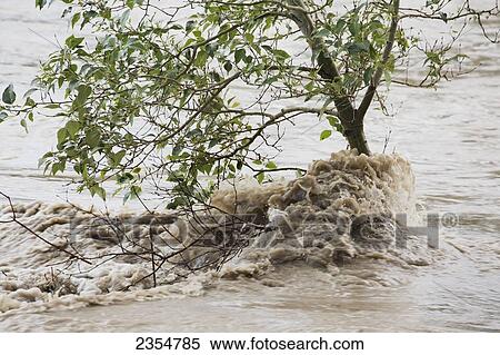 High Levels Of Water Flow Past A Tree During A Flood; Calgary, Alberta, Canada View Large Photo Image Stock Photography - High Levels Of Water Flow Past A Tree During A Flood; Calgary, Alberta, Canada. Fotosearch