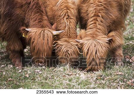 Highland Cattle Eating From The Grass; Scottish Borders, Scotland View Large Photo Image Stock Image - Highland Cattle Eating From The Grass; Scottish Borders, Scotland. Fotosearch