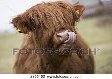 Stock Image - Highland Cattle Licking It's Lips; Scottish Borders, Scotland. Fotosearch