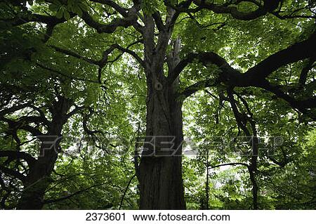 Horse chestnut tree in Horsington village; Somerset, England View Large Photo Image Stock Image - Horse chestnut tree in Horsington village; Somerset, England. Fotosearch