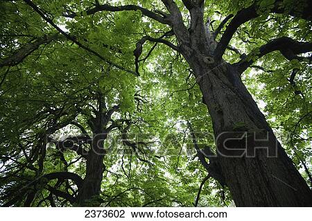Horse chestnut tree in Horsington village; Somerset, England View Large Photo Image Stock Image - Horse chestnut tree in Horsington village; Somerset, England. Fotosearch