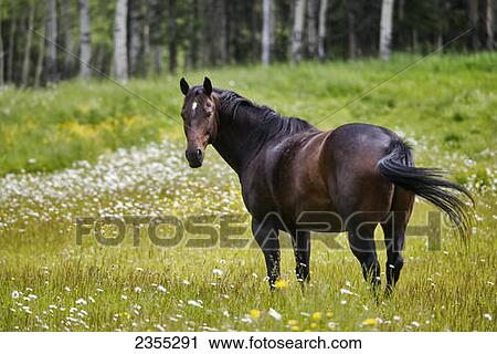 Horse In A Field; British Columbia, Canada View Large Photo Image Stock Image - Horse In A Field; British Columbia, Canada. Fotosearch