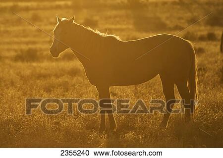 Horse On Open Range With Sunset Backlighting; Arizona, United States Of America View Large Photo Image Stock Image - Horse On Open Range With Sunset Backlighting; Arizona, United States Of America. Fotosearch