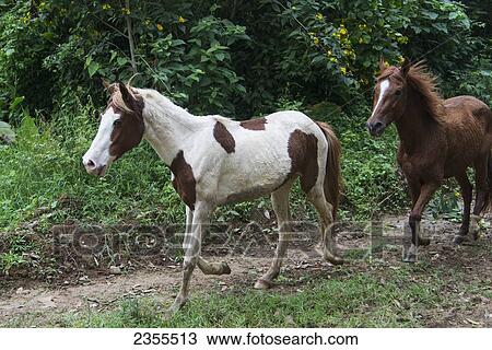 Horses Galloping Down A Trail; Zacapa, Guatemala View Large Photo Image Stock Image - Horses Galloping Down A Trail; Zacapa, Guatemala. Fotosearch