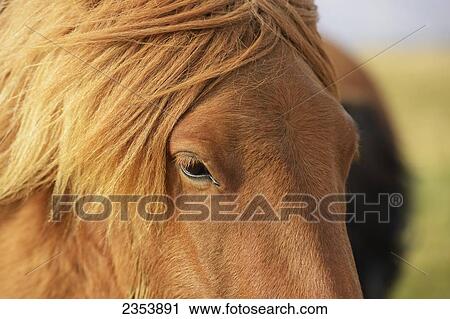 Stock Image - Icelandic Horse; Laugarvatn, Arnessysla, Iceland. Fotosearch