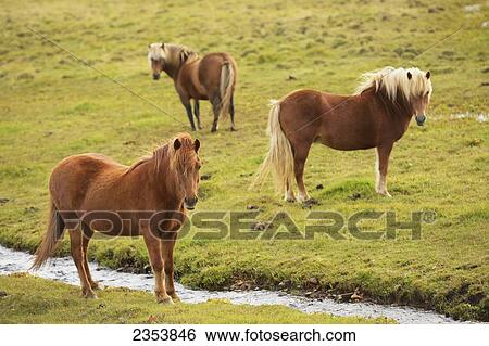 Icelandic Horses Grazing; Vidimyri, Skagafjordur, Iceland View Large Photo Image Stock Photograph - Icelandic Horses Grazing; Vidimyri, Skagafjordur, Iceland. Fotosearch