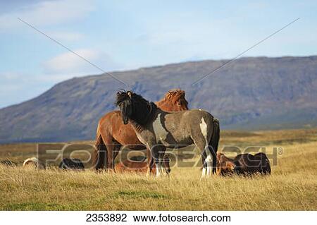 Icelandic Horses; Laugarvatn, Arnessysla, Iceland View Large Photo Image Stock Image - Icelandic Horses; Laugarvatn, Arnessysla, Iceland. Fotosearch