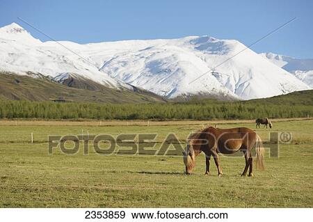 Icelandic Horses; Nordur-Mulasysla, Eastern Fjords, Iceland View Large Photo Image Stock Photo - Icelandic Horses; Nordur-Mulasysla, Eastern Fjords, Iceland. Fotosearch