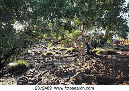 Kings Canyon; Northern Territory, Australia View Large Photo Image Stock Photo - Kings Canyon; Northern Territory, Australia. Fotosearch