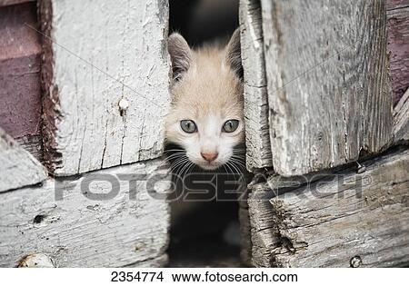 Kitten Peeking Through Barn Doors; Steinbach, Manitoba, Canada View Large Photo Image Picture - Kitten Peeking Through Barn Doors; Steinbach, Manitoba, Canada. Fotosearch