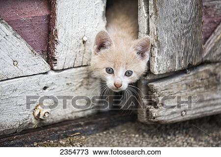 Kitten Peeking Through Barn Doors; Steinbach, Manitoba, Canada View Large Photo Image Stock Image - Kitten Peeking Through Barn Doors; Steinbach, Manitoba, Canada. Fotosearch