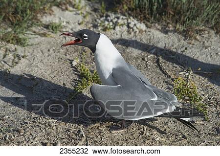 Laughing Gull (Larus Atricilla); Rockport, Texas, United States Of America View Large Photo Image Stock Image - Laughing Gull (Larus Atricilla); Rockport, Texas, United States Of America. Fotosearch