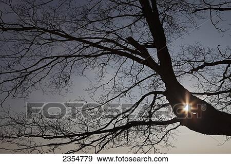 Stock Photo - Leafless Tree With The Sun Shining Through A Hole Between The Branches; Arkell, Ontario, Canada. Fotosearch