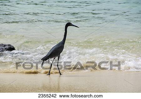 Little Blue Heron (Egretta Caerulea) On The Beach; Ocho Rios, Jamaica View Large Photo Image Stock Image - Little Blue Heron (Egretta Caerulea) On The Beach; Ocho Rios, Jamaica. Fotosearch