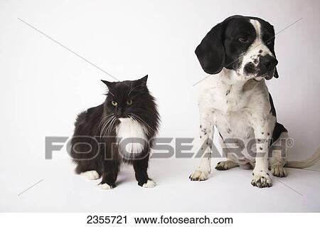 Stock Image - Long-Haired Domestic Cat And Springer Spaniel Mix Dog; Toronto, Ontario, Canada. Fotosearch
