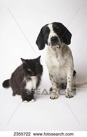 Stock Image - Long-Haired Domestic Cat And Springer Spaniel Mix Dog; Toronto, Ontario, Canada. Fotosearch