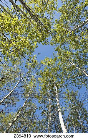 Low Angle View Looking Up Tall Trees With New Leaves And Blue Sky; Calgary, Alberta, Canada View Large Photo Image Stock Image - Low Angle View Looking Up Tall Trees With New Leaves And Blue Sky; Calgary, Alberta, Canada. Fotosearch
