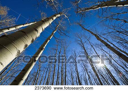 Stock Image - Low Angle View Of Tall Leafless Aspen Trees Against A Blue Sky And Sunshine; Alberta, Canada. Fotosearch