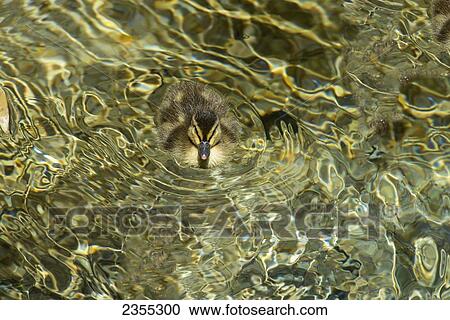 Mallard (Anas Platyrhynchos) Duckling In A Pond; Tucson, Arizona, United States Of America View Large Photo Image Stock Image - Mallard (Anas Platyrhynchos) Duckling In A Pond; Tucson, Arizona, United States Of America. Fotosearch