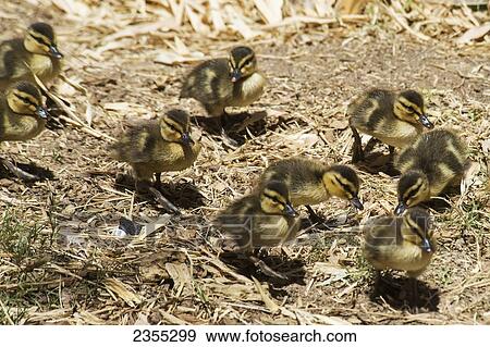 Mallard (Anas Platyrhynchos) Ducklings Walking In A Group; Phoenix, Arizona, United States Of America View Large Photo Image Stock Photo - Mallard (Anas Platyrhynchos) Ducklings Walking In A Group; Phoenix, Arizona, United States Of America. Fotosearch