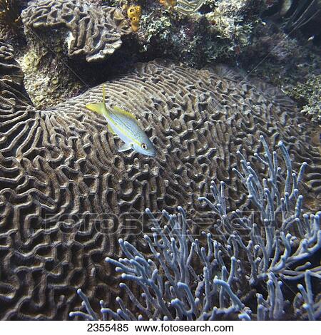 Stock Photography - Marine Life And A Coral Reef; Utila, Bay Islands, Honduras. Fotosearch