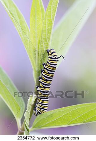Monarch Butterfly Caterpillar (Danaus Plexippus) On Leaf, Shirley Richardson Butterfly Garden; Winnipeg, Manitoba, Canada View Large Photo Image Stock Image - Monarch Butterfly Caterpillar (Danaus Plexippus) On Leaf, Shirley Richardson Butterfly Garden; Winnipeg, Manitoba, Canada. Fotosearch