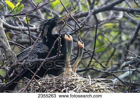 Nesting Anhinga (Anhinga Anhinga) Feeding Baby, Wakodahatchee Wetlands; Florida, United States Of America View Large Photo Image Stock Image - Nesting Anhinga (Anhinga Anhinga) Feeding Baby, Wakodahatchee Wetlands; Florida, United States Of America. Fotosearch