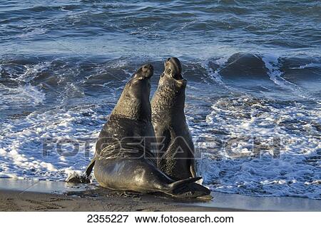 Northern Elephant Seal (Mirounga Angustirostris) On The Central California Coast; California, United States Of America View Large Photo Image Stock Photo - Northern Elephant Seal (Mirounga Angustirostris) On The Central California Coast; California, United States Of America. Fotosearch