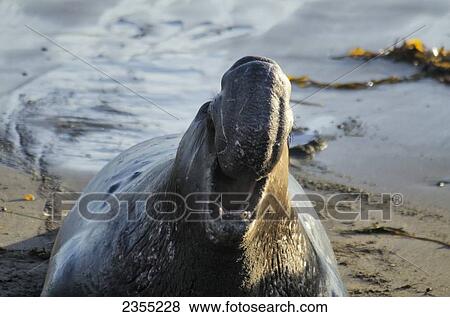 Northern Elephant Seal (Mirounga Angustirostris) On The Central California Coast; California, United States Of America View Large Photo Image Stock Photo - Northern Elephant Seal (Mirounga Angustirostris) On The Central California Coast; California, United States Of America. Fotosearch