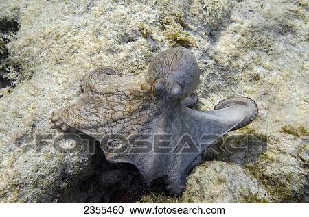 Stock Image - Octopus; Utila Island, Honduras. Fotosearch