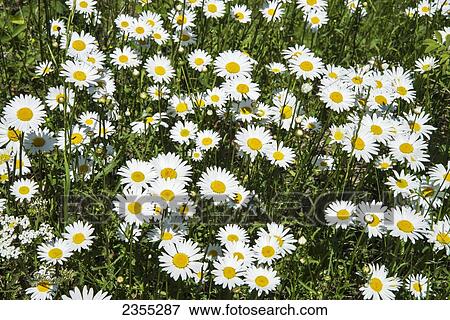 Oxeye Daisies (Leucanthemum Vulgare); British Columbia, Canada View Large Photo Image Stock Photo - Oxeye Daisies (Leucanthemum Vulgare); British Columbia, Canada. Fotosearch