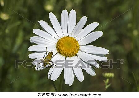 Oxeye Daisy (Leucanthemum Vulgare) With An Insect On The Petal; British Columbia, Canada View Large Photo Image Stock Photo - Oxeye Daisy (Leucanthemum Vulgare) With An Insect On The Petal; British Columbia, Canada. Fotosearch