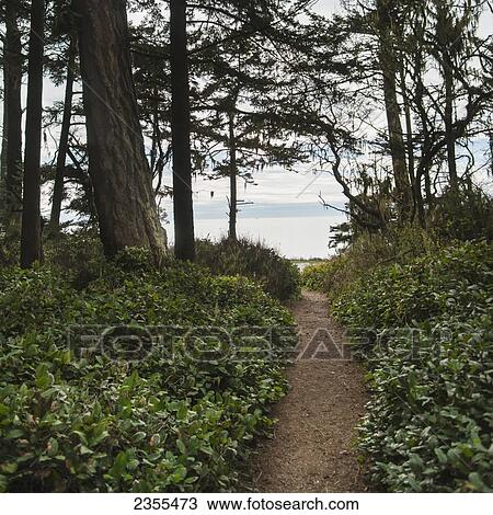 Stock Image - Pacific Northwest Trail In Deception Pass State Park; Washington, United States Of America. Fotosearch
