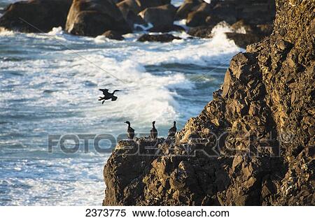 Pelagic Cormorants (Phalacrocorax Pelagicus) Rest On The Rocks; Cannon Beach, Oregon, United States Of America View Large Photo Image Stock Photography - Pelagic Cormorants (Phalacrocorax Pelagicus) Rest On The Rocks; Cannon Beach, Oregon, United States Of America. Fotosearch