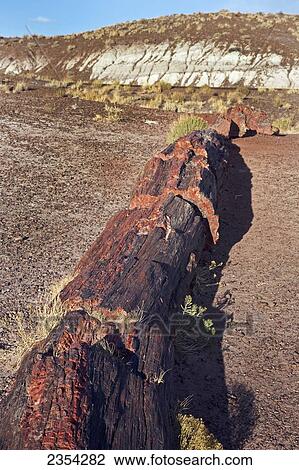 Petrified Wood/Stone, Petrified Forest National Park; Arizona, United States Of America View Large Photo Image Stock Image - Petrified Wood/Stone, Petrified Forest National Park; Arizona, United States Of America. Fotosearch