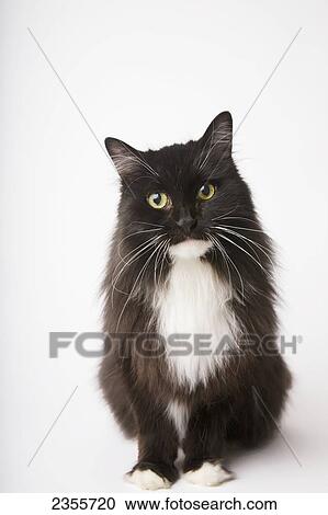 Stock Image - Portrait Of A Black And White Cat; Toronto, Ontario, Canada. Fotosearch