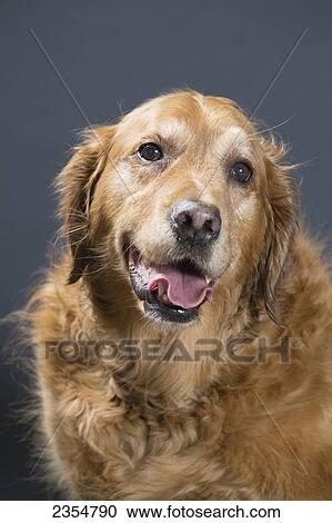 Portrait Of A Dog; Alberta, Canada View Large Photo Image Stock Image - Portrait Of A Dog; Alberta, Canada. Fotosearch