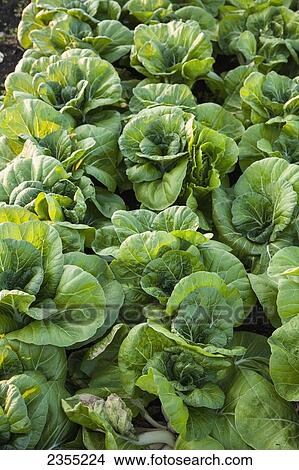 Picture - Potato Field; Halifax, Nova Scotia, Canada. Fotosearch