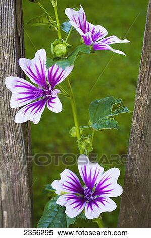 Purple And White Flowers; Bondville, Quebec, Canada View Large Photo Image Stock Photography - Purple And White Flowers; Bondville, Quebec, Canada. Fotosearch