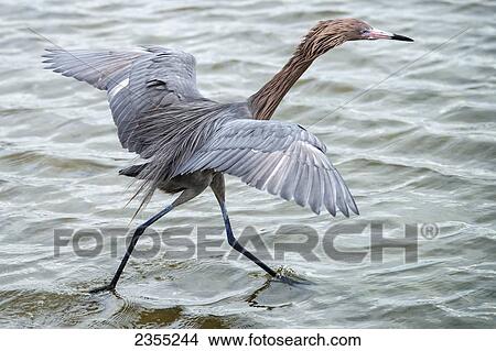 Reddish Egret (Egretta Rufescens); South Padre Island, Texas, United States Of America View Large Photo Image Picture - Reddish Egret (Egretta Rufescens); South Padre Island, Texas, United States Of America. Fotosearch