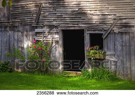 Stock Photo - Rose Bushes And Flower Box On An Old Barn; Hatley, Quebec, Canada. Fotosearch