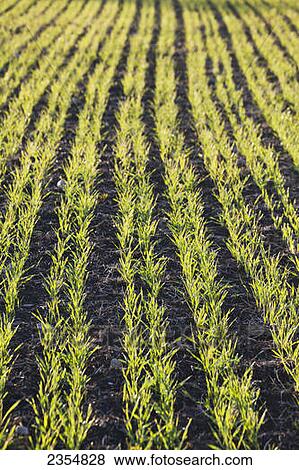 Rows Of Early Growth Barley Backlit At Sunrise; Calgary, Alberta, Canada View Large Photo Image Stock Photo - Rows Of Early Growth Barley Backlit At Sunrise; Calgary, Alberta, Canada. Fotosearch