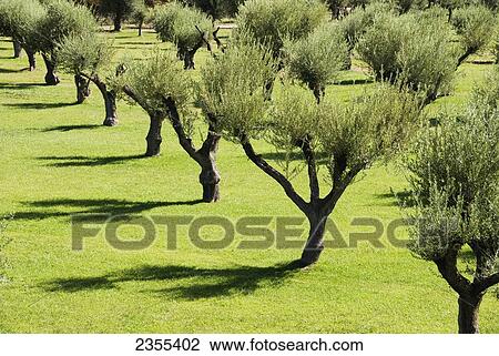 Rows Of Olive Trees And Their Shadows; Mendoza, Argentina View Large Photo Image Stock Image - Rows Of Olive Trees And Their Shadows; Mendoza, Argentina. Fotosearch