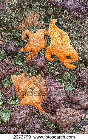 Stock Image - Sea Stars And Anemones Are Revealed By A Minus Tide; Cannon Beach, Oregon, United States Of America. Fotosearch