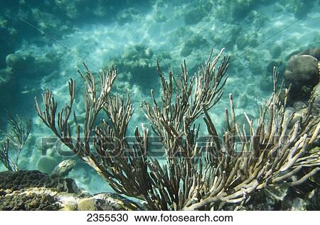 Stock Image - Seaweed And Coral Underwater; Utila Island, Honduras. Fotosearch