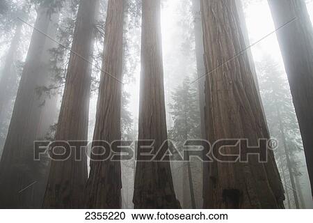 Sequoia National Park; California, United States Of America View Large Photo Image Stock Image - Sequoia National Park; California, United States Of America. Fotosearch