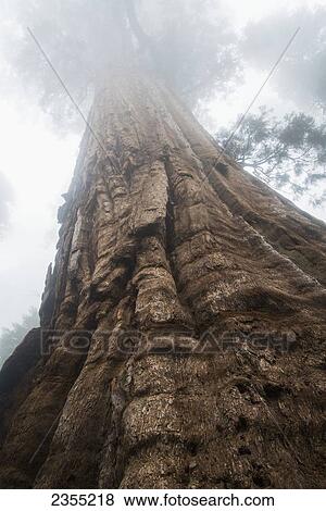 Sequoia National Park; California, United States Of America View Large Photo Image Stock Photo - Sequoia National Park; California, United States Of America. Fotosearch