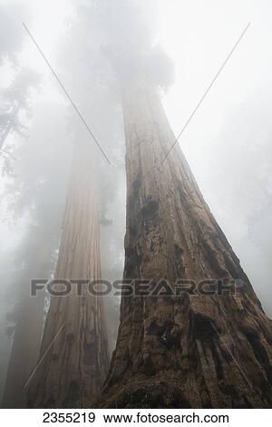 Sequoia National Park; California, United States Of America View Large Photo Image Stock Photo - Sequoia National Park; California, United States Of America. Fotosearch